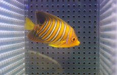 画像1: 【アーリーサマーセール10%OFFクーポン番号（10）対象商品 海水魚】【海水魚・ヤッコ】【通販】人工飼料OK♪【モルディブ産】インドニシキヤッコ（Sサイズ）(個体販売）（±7cm）No.6（生体）(海水魚) (1)