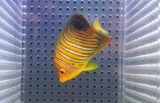 画像2: 【アーリーサマーセール10%OFFクーポン番号（10）対象商品 海水魚】【海水魚・ヤッコ】【通販】人工飼料OK♪【モルディブ産】インドニシキヤッコ（Sサイズ）(個体販売）（±7cm）No.6（生体）(海水魚) (2)