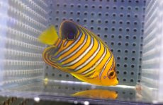 画像1: 【アーリーサマーセール10%OFFクーポン番号（10）対象商品 海水魚】【海水魚・ヤッコ】【通販】人工飼料OK♪【モルディブ産】インドニシキヤッコ（Sサイズ）(個体販売）（±7cm）No.7（生体）(海水魚) (1)