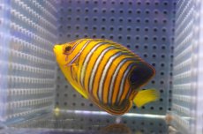 画像2: 【アーリーサマーセール10%OFFクーポン番号（10）対象商品 海水魚】【海水魚・ヤッコ】【通販】人工飼料OK♪【モルディブ産】インドニシキヤッコ（Sサイズ）(個体販売）（±7cm）No.7（生体）(海水魚) (2)