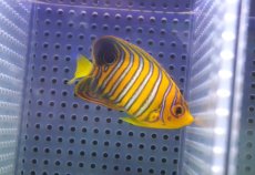 画像1: 【アーリーサマーセール10%OFFクーポン番号（10）対象商品 海水魚】【海水魚・ヤッコ】【通販】状態良好♪【モルディブ産】インドニシキヤッコ（Sサイズ）(個体販売）（±7cm）No.8（生体）(海水魚) (1)