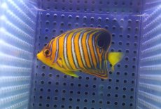 画像2: 【アーリーサマーセール10%OFFクーポン番号（10）対象商品 海水魚】【海水魚・ヤッコ】【通販】状態良好♪【モルディブ産】インドニシキヤッコ（Sサイズ）(個体販売）（±7cm）No.8（生体）(海水魚) (2)