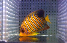 画像1: 【アーリーサマーセール10%OFFクーポン番号（10）対象商品 海水魚】【海水魚・ヤッコ】【通販】人工飼料OK♪【モルディブ産】インドニシキヤッコ（SMサイズ）(個体販売）（±8.5cm）No.9（生体）(海水魚) (1)