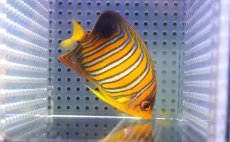 画像2: 【アーリーサマーセール10%OFFクーポン番号（10）対象商品 海水魚】【海水魚・ヤッコ】【通販】人工飼料OK♪【モルディブ産】インドニシキヤッコ（SMサイズ）(個体販売）（±8.5cm）No.9（生体）(海水魚) (2)