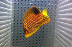 画像1: 【アーリーサマーセール10%OFFクーポン番号（10）対象商品 海水魚】【海水魚・ヤッコ】【通販】状態良好♪【モルディブ産】インドニシキヤッコ（Sサイズ）(個体販売）（±7cm）No.10（生体）(海水魚) (1)