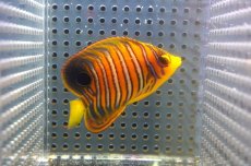 画像2: 【アーリーサマーセール10%OFFクーポン番号（10）対象商品 海水魚】【海水魚・ヤッコ】【通販】状態良好♪【モルディブ産】インドニシキヤッコ（Sサイズ）(個体販売）（±7cm）No.10（生体）(海水魚) (2)