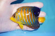 画像1: 【アーリーサマーセール10%OFFクーポン番号（10）対象商品 海水魚】【海水魚・ヤッコ】【通販】人工飼料OK♪【モルディブ産】インドニシキヤッコ（Mサイズ）(個体販売）（±10cm）No.11（生体）(海水魚) (1)