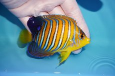 画像2: 【アーリーサマーセール10%OFFクーポン番号（10）対象商品 海水魚】【海水魚・ヤッコ】【通販】人工飼料OK♪【モルディブ産】インドニシキヤッコ（Mサイズ）(個体販売）（±10cm）No.11（生体）(海水魚) (2)