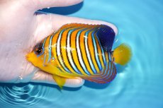 画像1: 【アーリーサマーセール10%OFFクーポン番号（10）対象商品 海水魚】【海水魚・ヤッコ】【通販】状態良好♪【モルディブ産】インドニシキヤッコ（Mサイズ）(個体販売）（±11cm）No.12（生体）(海水魚) (1)