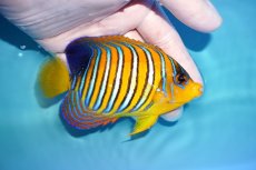 画像2: 【アーリーサマーセール10%OFFクーポン番号（10）対象商品 海水魚】【海水魚・ヤッコ】【通販】状態良好♪【モルディブ産】インドニシキヤッコ（Mサイズ）(個体販売）（±11cm）No.12（生体）(海水魚) (2)
