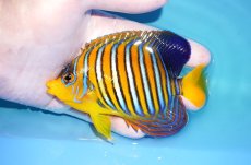 画像1: 【アーリーサマーセール10%OFFクーポン番号（10）対象商品 海水魚】【海水魚・ヤッコ】【通販】状態良好♪【モルディブ産】インドニシキヤッコ（Mサイズ）(個体販売）（±11.5cm）No.13（生体）(海水魚) (1)