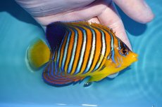 画像2: 【アーリーサマーセール10%OFFクーポン番号（10）対象商品 海水魚】【海水魚・ヤッコ】【通販】状態良好♪【モルディブ産】インドニシキヤッコ（Mサイズ）(個体販売）（±11.5cm）No.13（生体）(海水魚) (2)
