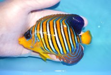 画像1: 【アーリーサマーセール10%OFFクーポン番号（10）対象商品 海水魚】【海水魚・ヤッコ】【通販】状態良好♪【モルディブ産】インドニシキヤッコ（Mサイズ）(個体販売）（±11.5cm）No.14（生体）(海水魚) (1)