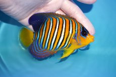 画像2: 【アーリーサマーセール10%OFFクーポン番号（10）対象商品 海水魚】【海水魚・ヤッコ】【通販】状態良好♪【モルディブ産】インドニシキヤッコ（Mサイズ）(個体販売）（±11.5cm）No.14（生体）(海水魚) (2)