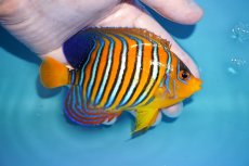 画像2: 【アーリーサマーセール10%OFFクーポン番号（10）対象商品 海水魚】【海水魚・ヤッコ】【通販】状態良好♪【モルディブ産】インドニシキヤッコ（Mサイズ）(個体販売）（±12cm）No.15（生体）(海水魚) (2)