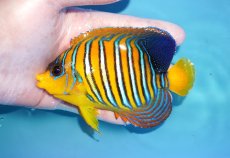 画像1: 【アーリーサマーセール10%OFFクーポン番号（10）対象商品 海水魚】【海水魚・ヤッコ】【通販】状態良好♪【モルディブ産】インドニシキヤッコ（Mサイズ）(個体販売）（±12cm）No.16（生体）(海水魚) (1)