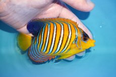 画像2: 【アーリーサマーセール10%OFFクーポン番号（10）対象商品 海水魚】【海水魚・ヤッコ】【通販】状態良好♪【モルディブ産】インドニシキヤッコ（Mサイズ）(個体販売）（±12cm）No.16（生体）(海水魚) (2)