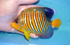 画像1: 【アーリーサマーセール10%OFFクーポン番号（10）対象商品 海水魚】【海水魚・ヤッコ】【通販】状態良好♪【モルディブ産】インドニシキヤッコ（Mサイズ）(個体販売）（±12cm）No.17（生体）(海水魚) (1)