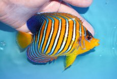 画像2: 【アーリーサマーセール10%OFFクーポン番号（10）対象商品 海水魚】【海水魚・ヤッコ】【通販】状態良好♪【モルディブ産】インドニシキヤッコ（Mサイズ）(個体販売）（±12cm）No.17（生体）(海水魚) (2)