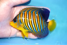 画像1: 【アーリーサマーセール10%OFFクーポン番号（10）対象商品 海水魚】【海水魚・ヤッコ】【通販】状態良好♪【モルディブ産】インドニシキヤッコ（Mサイズ）(個体販売）（±12cm）No.18（生体）(海水魚) (1)