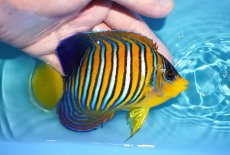 画像2: 【アーリーサマーセール10%OFFクーポン番号（10）対象商品 海水魚】【海水魚・ヤッコ】【通販】状態良好♪【モルディブ産】インドニシキヤッコ（Mサイズ）(個体販売）（±12cm）No.18（生体）(海水魚) (2)