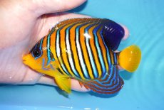 画像1: 【アーリーサマーセール10%OFFクーポン番号（10）対象商品 海水魚】【海水魚・ヤッコ】【通販】状態良好♪【モルディブ産】インドニシキヤッコ（Mサイズ）(個体販売）（±12cm）No.19（生体）(海水魚) (1)