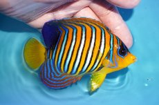 画像2: 【アーリーサマーセール10%OFFクーポン番号（10）対象商品 海水魚】【海水魚・ヤッコ】【通販】状態良好♪【モルディブ産】インドニシキヤッコ（Mサイズ）(個体販売）（±12cm）No.19（生体）(海水魚) (2)
