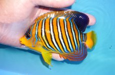 画像1: 【アーリーサマーセール10%OFFクーポン番号（10）対象商品 海水魚】【海水魚・ヤッコ】【通販】状態良好♪【モルディブ産】インドニシキヤッコ（MLサイズ）(個体販売）（±13cm）No.20（生体）(海水魚) (1)