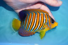 画像2: 【アーリーサマーセール10%OFFクーポン番号（10）対象商品 海水魚】【海水魚・ヤッコ】【通販】状態良好♪【モルディブ産】インドニシキヤッコ（MLサイズ）(個体販売）（±13cm）No.20（生体）(海水魚) (2)