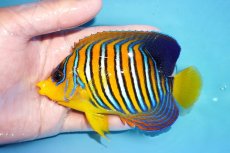 画像1: 【アーリーサマーセール10%OFFクーポン番号（10）対象商品 海水魚】【海水魚・ヤッコ】【通販】状態良好♪【モルディブ産】インドニシキヤッコ（MLサイズ）(個体販売）（±13cm）No.21（生体）(海水魚) (1)