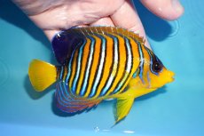 画像2: 【アーリーサマーセール10%OFFクーポン番号（10）対象商品 海水魚】【海水魚・ヤッコ】【通販】状態良好♪【モルディブ産】インドニシキヤッコ（MLサイズ）(個体販売）（±13cm）No.21（生体）(海水魚) (2)
