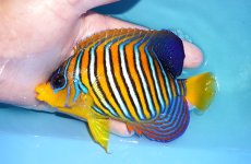 画像1: 【アーリーサマーセール10%OFFクーポン番号（10）対象商品 海水魚】【海水魚・ヤッコ】【通販】状態良好♪【モルディブ産】インドニシキヤッコ（MLサイズ）(個体販売）（±13cm）No.22（生体）(海水魚) (1)