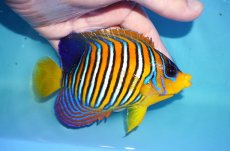 画像2: 【アーリーサマーセール10%OFFクーポン番号（10）対象商品 海水魚】【海水魚・ヤッコ】【通販】状態良好♪【モルディブ産】インドニシキヤッコ（MLサイズ）(個体販売）（±13cm）No.22（生体）(海水魚) (2)