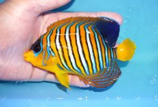 画像1: 【アーリーサマーセール10%OFFクーポン番号（10）対象商品 海水魚】【海水魚・ヤッコ】【通販】状態良好♪【モルディブ産】インドニシキヤッコ（MLサイズ）(個体販売）（±13cm）No.23（生体）(海水魚) (1)