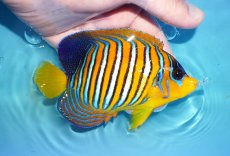画像2: 【アーリーサマーセール10%OFFクーポン番号（10）対象商品 海水魚】【海水魚・ヤッコ】【通販】状態良好♪【モルディブ産】インドニシキヤッコ（MLサイズ）(個体販売）（±13cm）No.23（生体）(海水魚) (2)