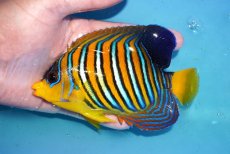 画像1: 【アーリーサマーセール10%OFFクーポン番号（10）対象商品 海水魚】【海水魚・ヤッコ】【通販】状態良好♪【モルディブ産】インドニシキヤッコ（MLサイズ）(個体販売）（±13.5cm）No.24（生体）(海水魚) (1)