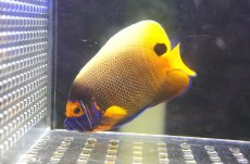 画像1: 【アーリーサマーセール10%OFFクーポン番号（10）対象商品 海水魚】【海水魚・ヤッコ】【通販】人工飼料OK♪アデヤッコ（SMサイズ）(個体販売）（±8.5cm）（生体）(海水魚) (1)