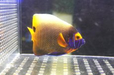 画像2: 【アーリーサマーセール10%OFFクーポン番号（10）対象商品 海水魚】【海水魚・ヤッコ】【通販】人工飼料OK♪アデヤッコ（SMサイズ）(個体販売）（±8.5cm）（生体）(海水魚) (2)