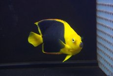 画像1: 【アーリーサマーセール10%OFFクーポン番号（10）対象商品 海水魚】【海水魚・ヤッコ】【通販】人工飼料OK♪ロックビューティー（ML）(個体販売）（±12cm）No.5（生体）(海水魚) (1)