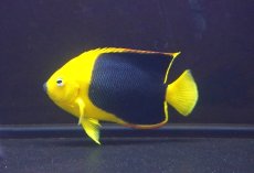 画像2: 【アーリーサマーセール10%OFFクーポン番号（10）対象商品 海水魚】【海水魚・ヤッコ】【通販】人工飼料OK♪ロックビューティー（ML）(個体販売）（±12cm）No.5（生体）(海水魚) (2)