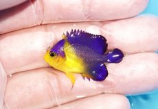 画像1: 【アーリーサマーセール10%OFFクーポン番号（10）対象商品 海水魚】【海水魚・ヤッコ】【通販】冷凍コペＯＫ♪スミレヤッコ（XSサイズ）(個体販売）（±3.5cm）No.1（生体）(海水魚) (1)