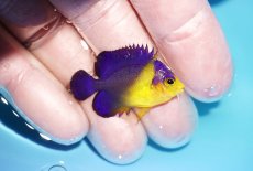 画像2: 【アーリーサマーセール10%OFFクーポン番号（10）対象商品 海水魚】【海水魚・ヤッコ】【通販】冷凍コペＯＫ♪スミレヤッコ（XSサイズ）(個体販売）（±3.5cm）No.1（生体）(海水魚) (2)