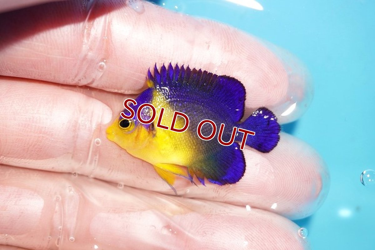 画像1: 【アーリーサマーセール10%OFFクーポン番号（10）対象商品 海水魚】【海水魚・ヤッコ】【通販】人工飼料OK♪スミレヤッコ（XSサイズ）(個体販売）（±3.5cm）No.2（生体）(海水魚) (1)