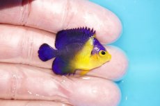 画像2: 【アーリーサマーセール10%OFFクーポン番号（10）対象商品 海水魚】【海水魚・ヤッコ】【通販】人工飼料OK♪スミレヤッコ（XSサイズ）(個体販売）（±3.5cm）No.2（生体）(海水魚) (2)