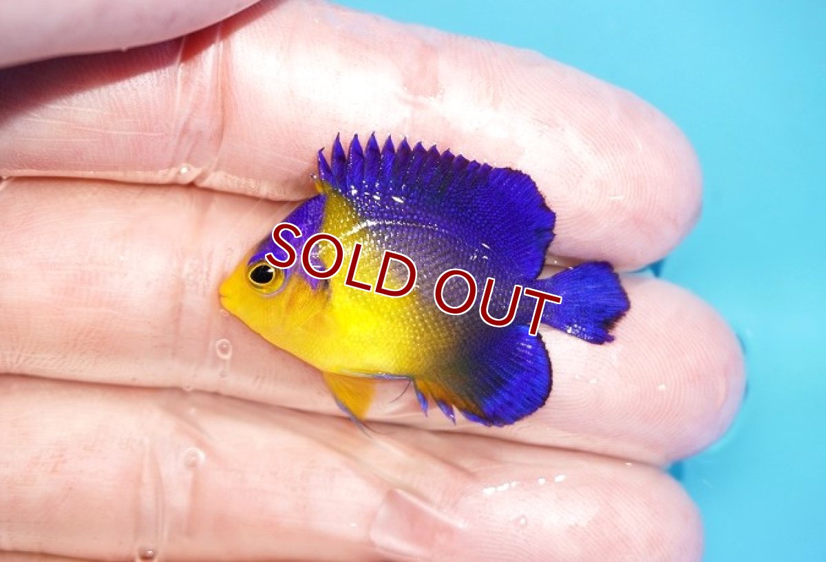 画像1: 【アーリーサマーセール10%OFFクーポン番号（10）対象商品 海水魚】【海水魚・ヤッコ】【通販】人工飼料OK♪スミレヤッコ（XSサイズ）(個体販売）（±3.5cm）No.3（生体）(海水魚) (1)