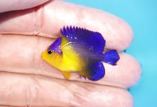 画像1: 【アーリーサマーセール10%OFFクーポン番号（10）対象商品 海水魚】【海水魚・ヤッコ】【通販】人工飼料OK♪スミレヤッコ（XSサイズ）(個体販売）（±3.5cm）No.3（生体）(海水魚) (1)