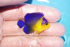 画像2: 【アーリーサマーセール10%OFFクーポン番号（10）対象商品 海水魚】【海水魚・ヤッコ】【通販】人工飼料OK♪スミレヤッコ（XSサイズ）(個体販売）（±3.5cm）No.3（生体）(海水魚) (2)