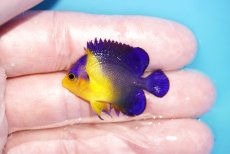 画像1: 【アーリーサマーセール10%OFFクーポン番号（10）対象商品 海水魚】【海水魚・ヤッコ】【通販】人工飼料OK♪スミレヤッコ（XSサイズ）(個体販売）（±3.5cm）No.4（生体）(海水魚) (1)