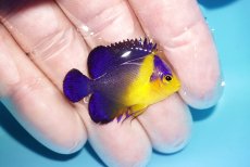画像2: 【アーリーサマーセール10%OFFクーポン番号（10）対象商品 海水魚】【海水魚・ヤッコ】【通販】人工飼料OK♪スミレヤッコ（XSサイズ）(個体販売）（±3.5cm）No.4（生体）(海水魚) (2)