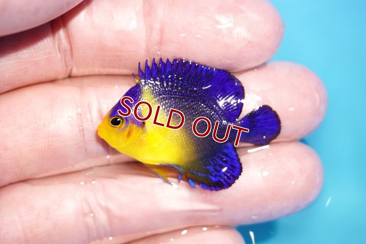 画像1: 【アーリーサマーセール10%OFFクーポン番号（10）対象商品 海水魚】【海水魚・ヤッコ】【通販】状態良好♪スミレヤッコ（XSサイズ）(個体販売）（±3.5cm）No.5（生体）(海水魚) (1)